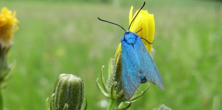 květnaté louky hostí bezpočet druhů brouků a motýlů / příroda Policka